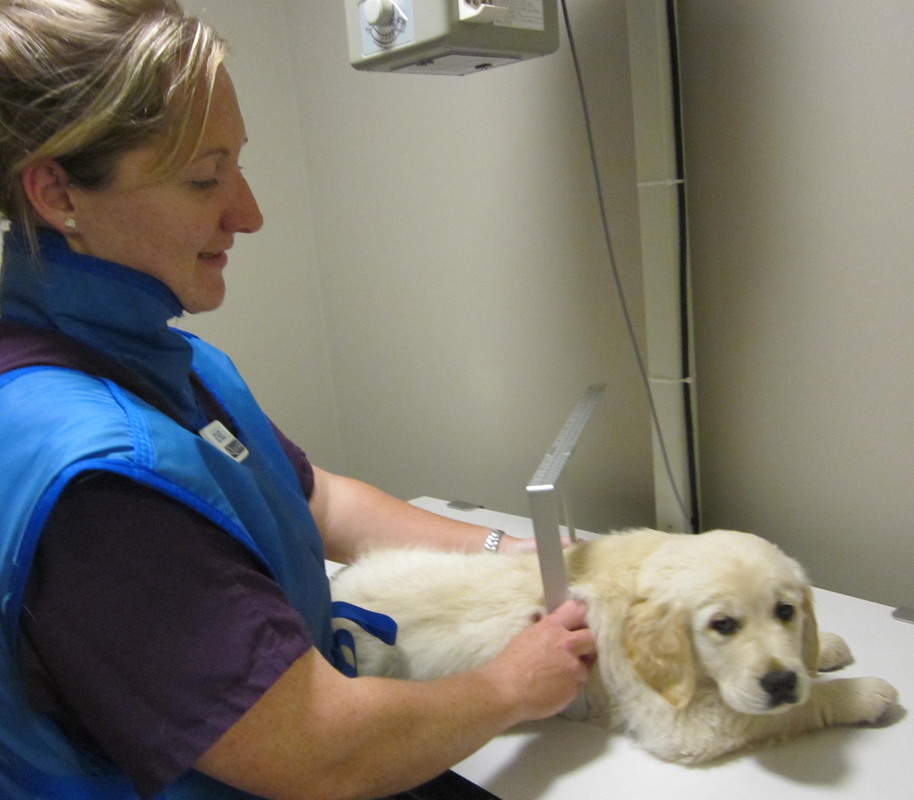 Oceana Veterinary Clinic Radiology