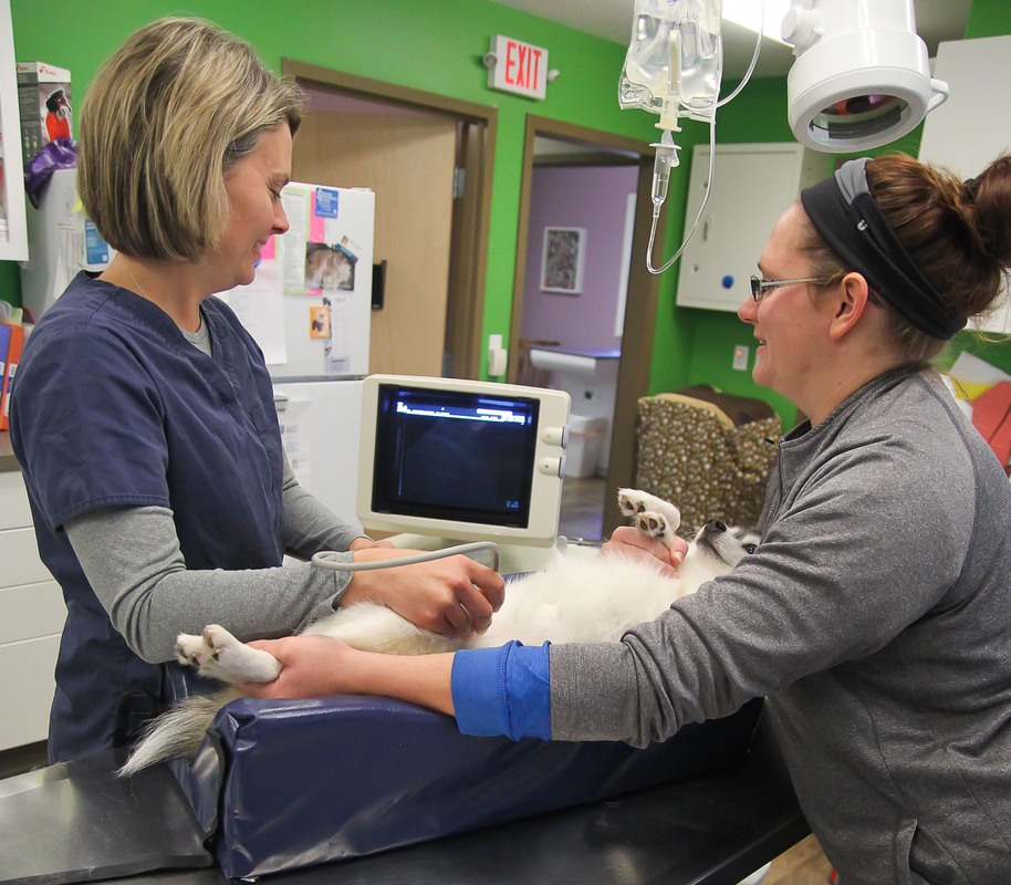 Oceana Veterinary Clinic Ultrasound