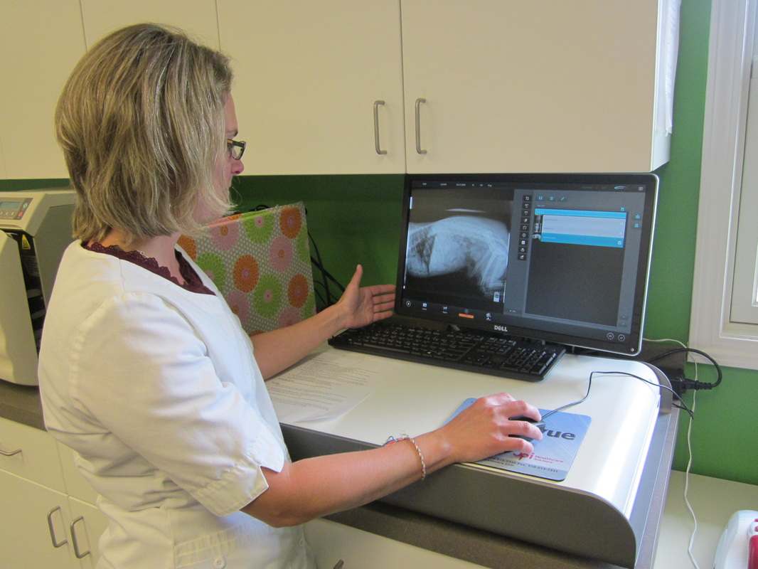 Oceana Veterinary Clinic Radiology
