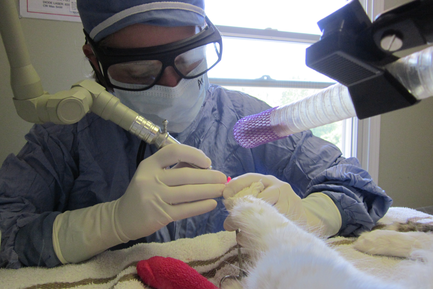 Oceana Veterinary Clinic Laser Surgery