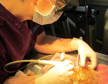 Oceana Veterinary Clinic Dental Health